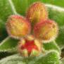 Sinningia cardinalis