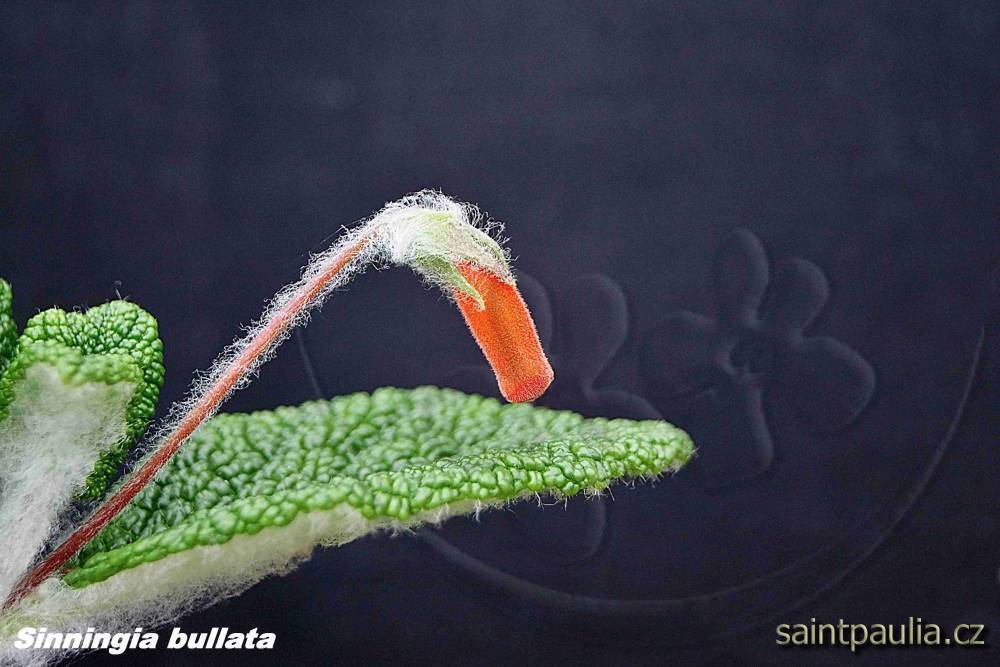 Sinningia bullata