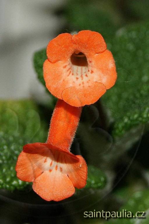 Sinningia bullata