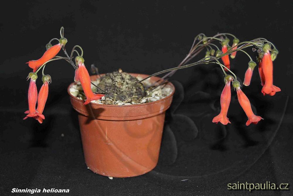 Sinningia helioana