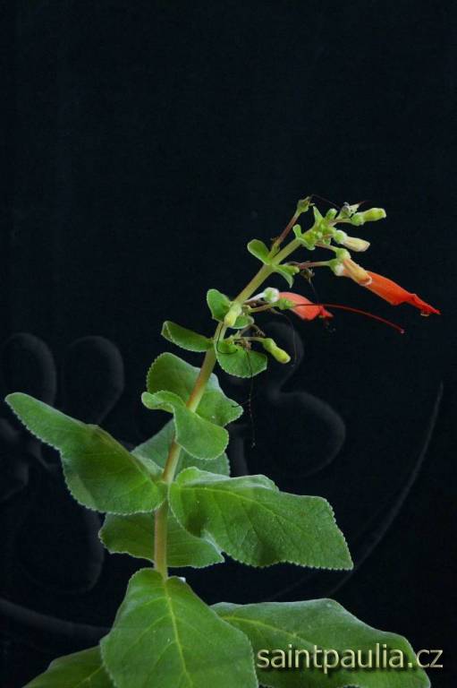 Sinningia bulbosa