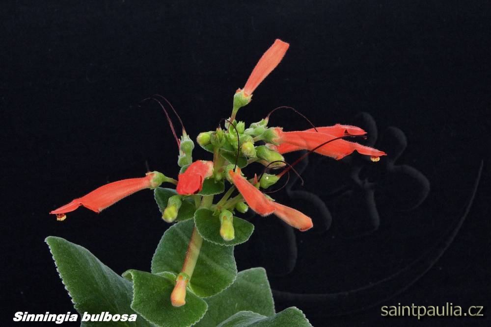 Sinningia bulbosa