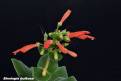 Sinningia bulbosa