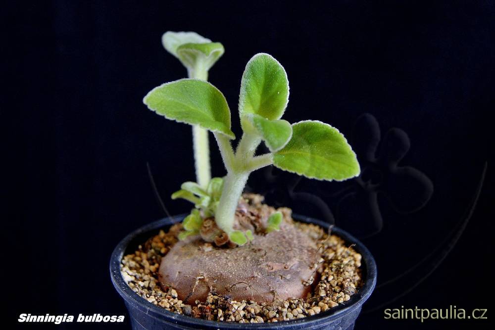 Sinningia bulbosa