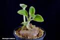 Sinningia bulbosa