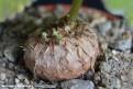 Sinningia cardinalis