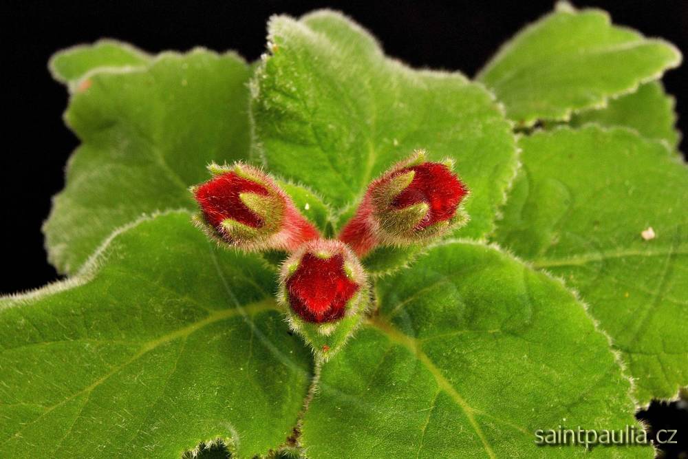 Sinningia cardinalis