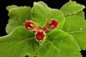 Sinningia cardinalis