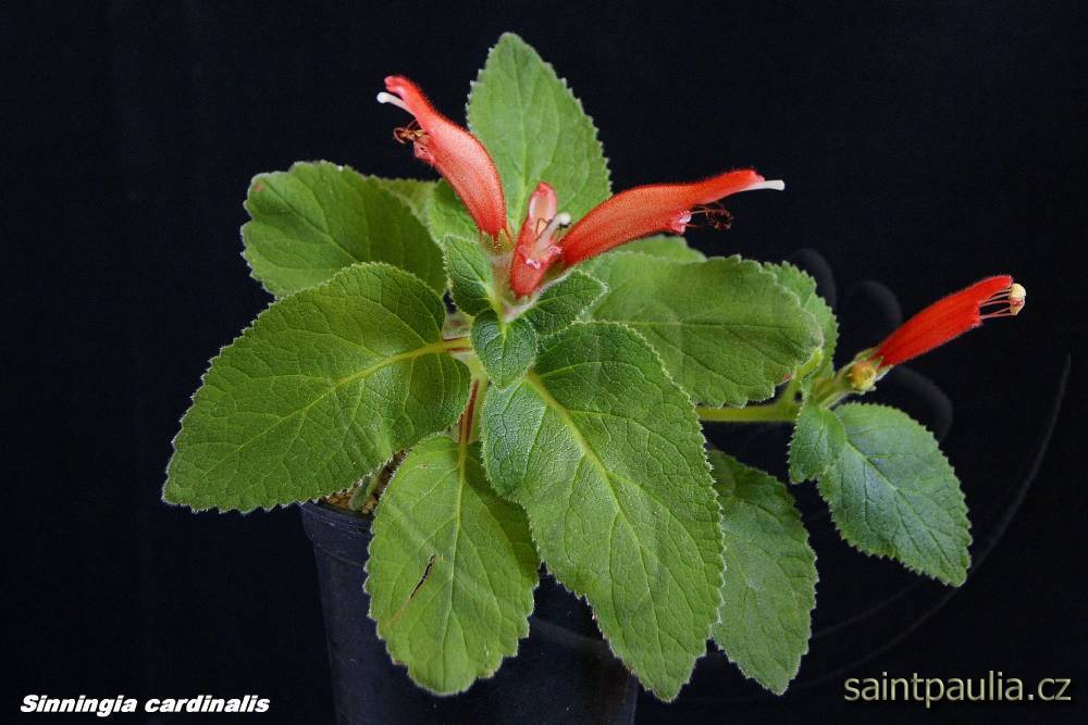 Sinningia cardinalis