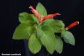 Sinningia cardinalis