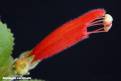 Sinningia cardinalis