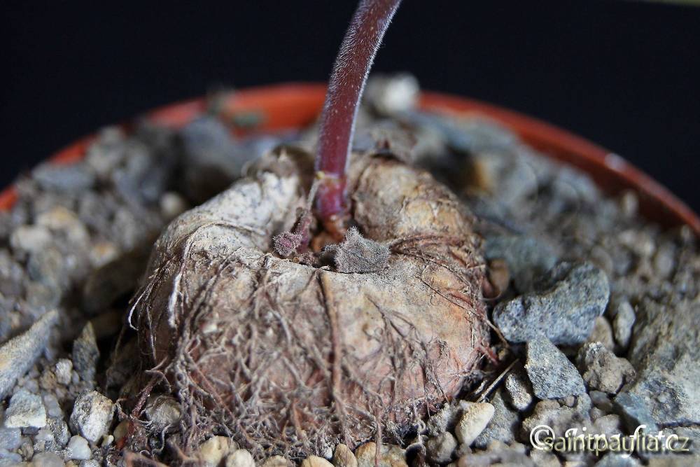 Sinningia eumorpha