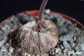 Sinningia eumorpha