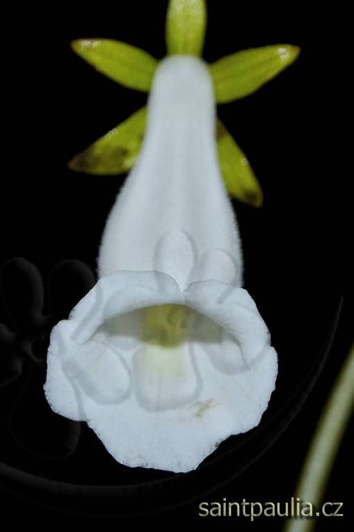 Sinningia eumorpha