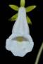 Sinningia eumorpha