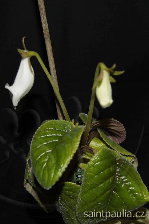 Sinningia eumorpha