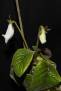 Sinningia eumorpha