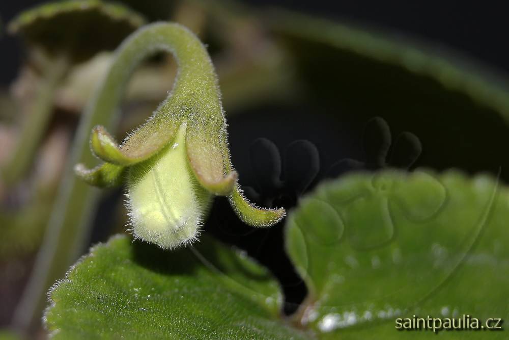 Sinningia eumorpha