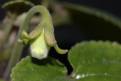 Sinningia eumorpha