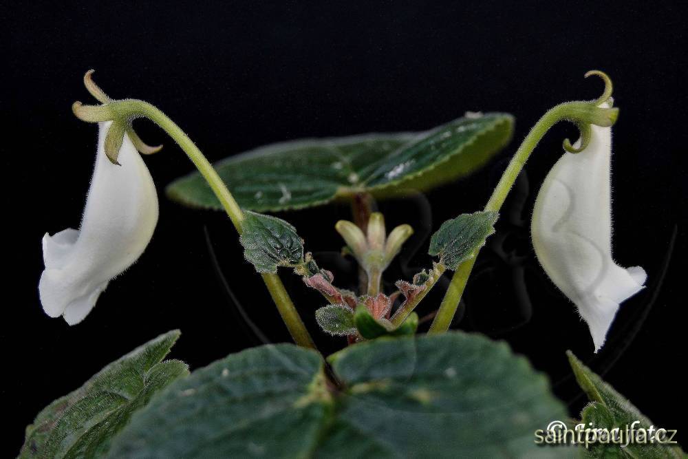 Sinningia eumorpha