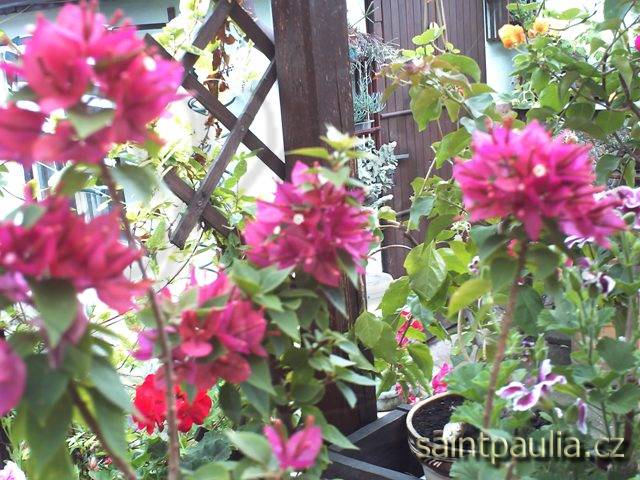 bougainvillea