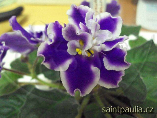 Kostina Fantaziia Sport