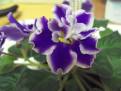 Kostina Fantaziia Sport