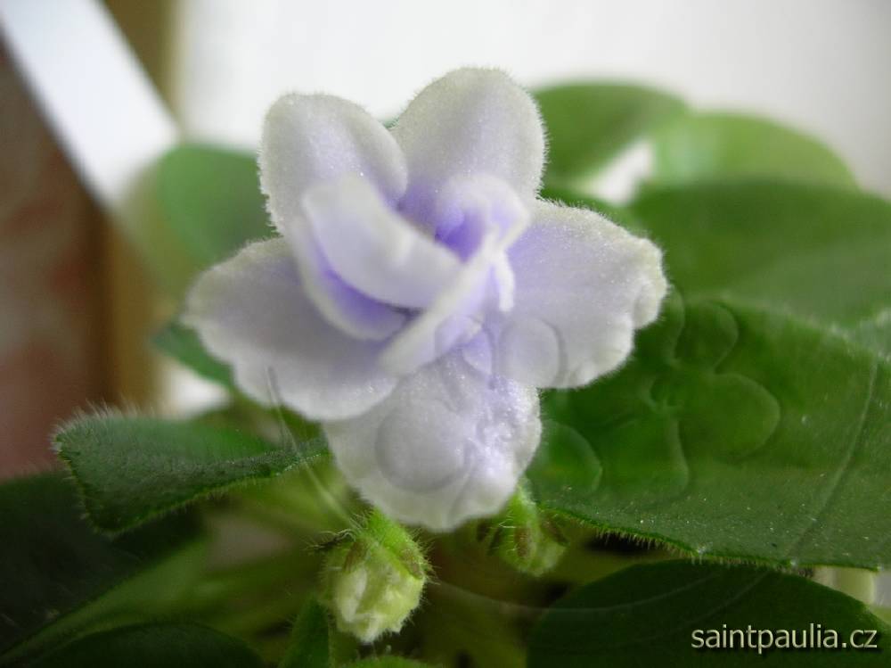 Jolly Orchid