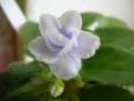 Jolly Orchid