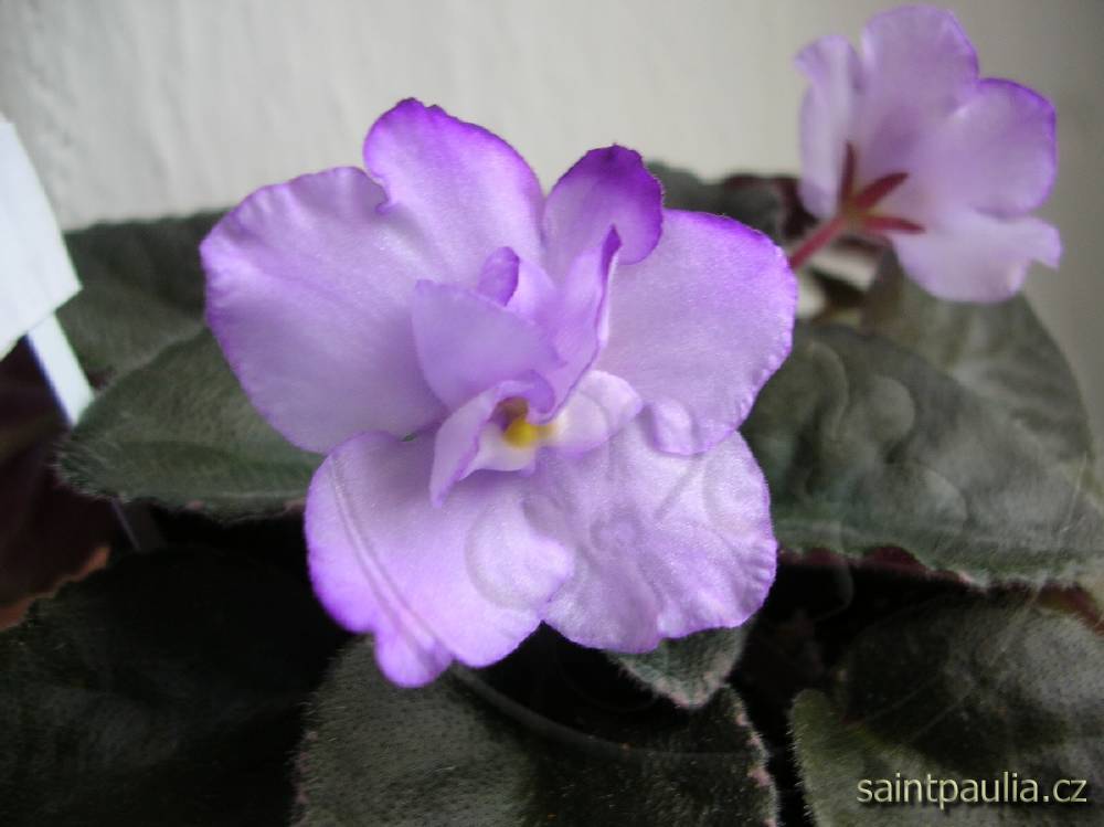 Buckeye Blushing