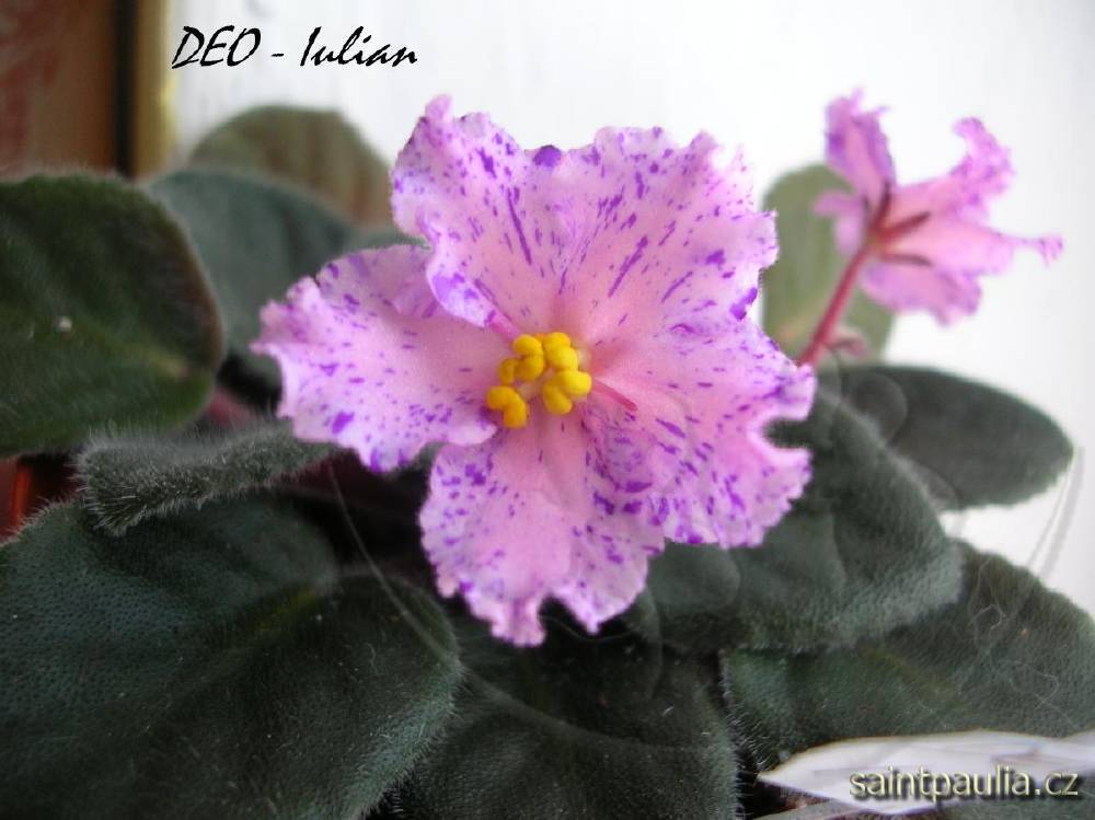 DEO-Iulian