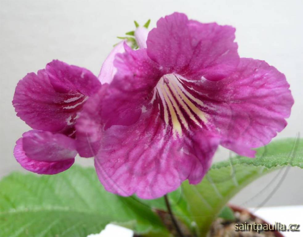 Bristol's Sixth Scents