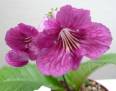 Bristol's Sixth Scents