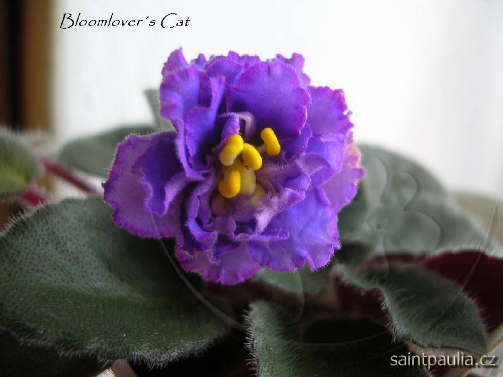 Bloomlover's Cat