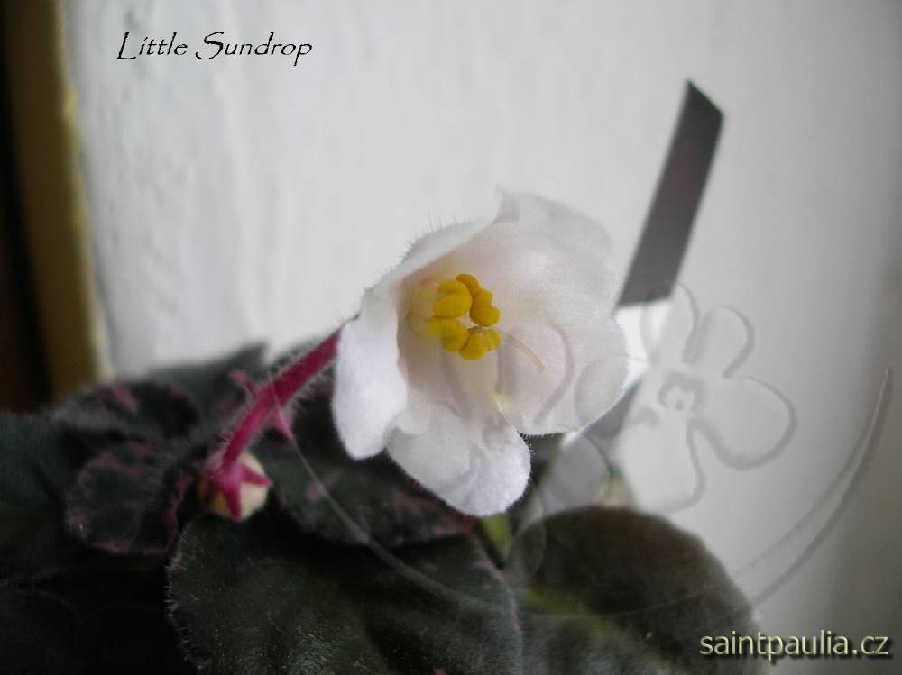 Little Sundrop
