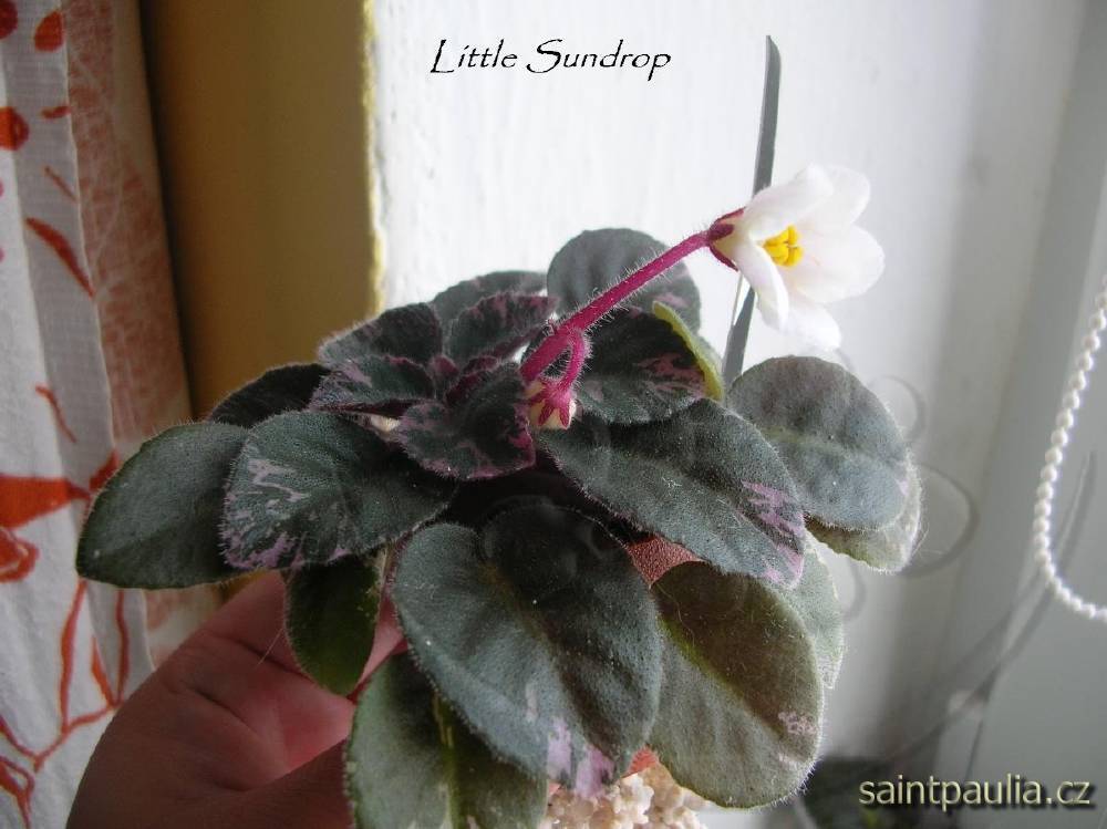 Little Sundrop