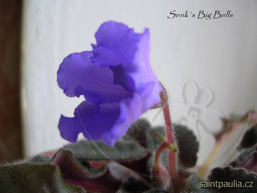 Senk's Big Bells
