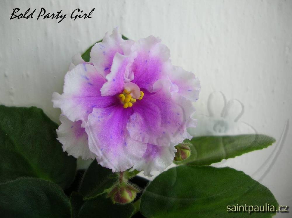 Bold Party Girl
