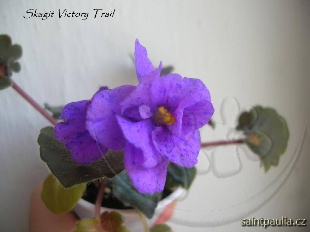 Skagit Victory Trails