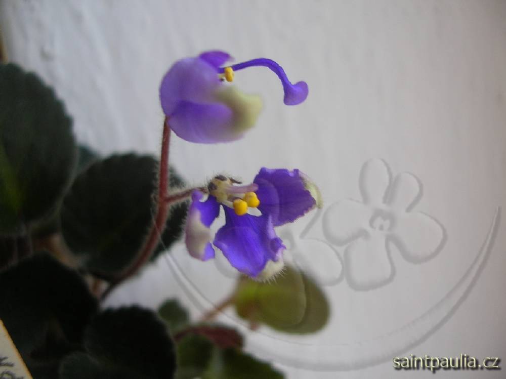 Gecko's Typsy Vespa