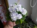 Jolly Orchid