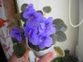 Mini Blue