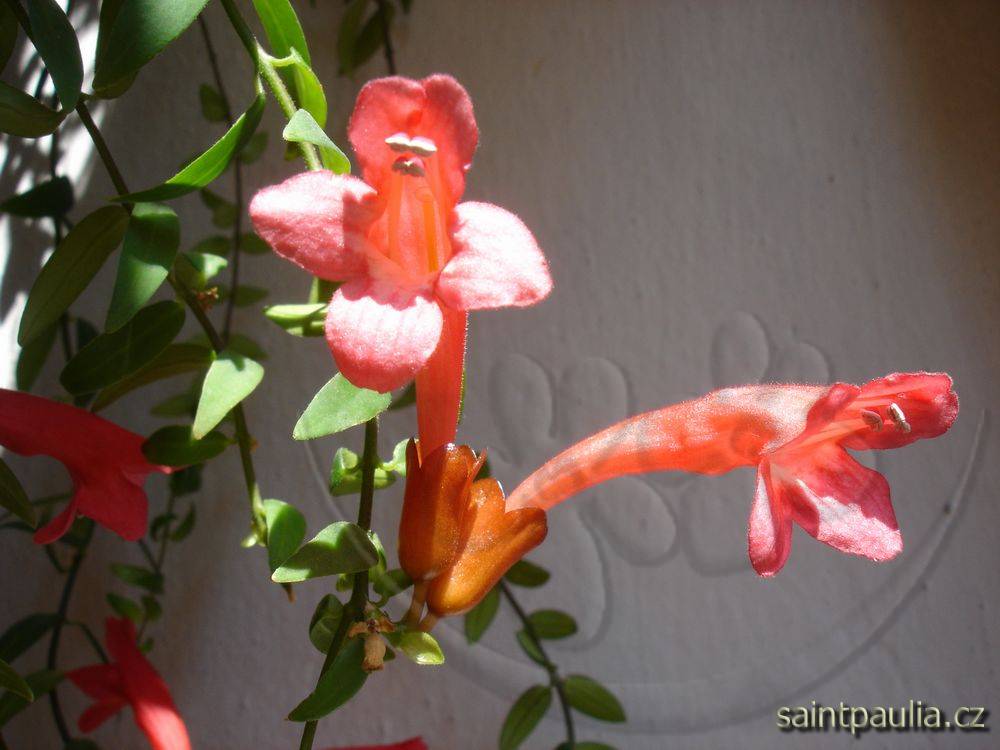 Japhrolepis