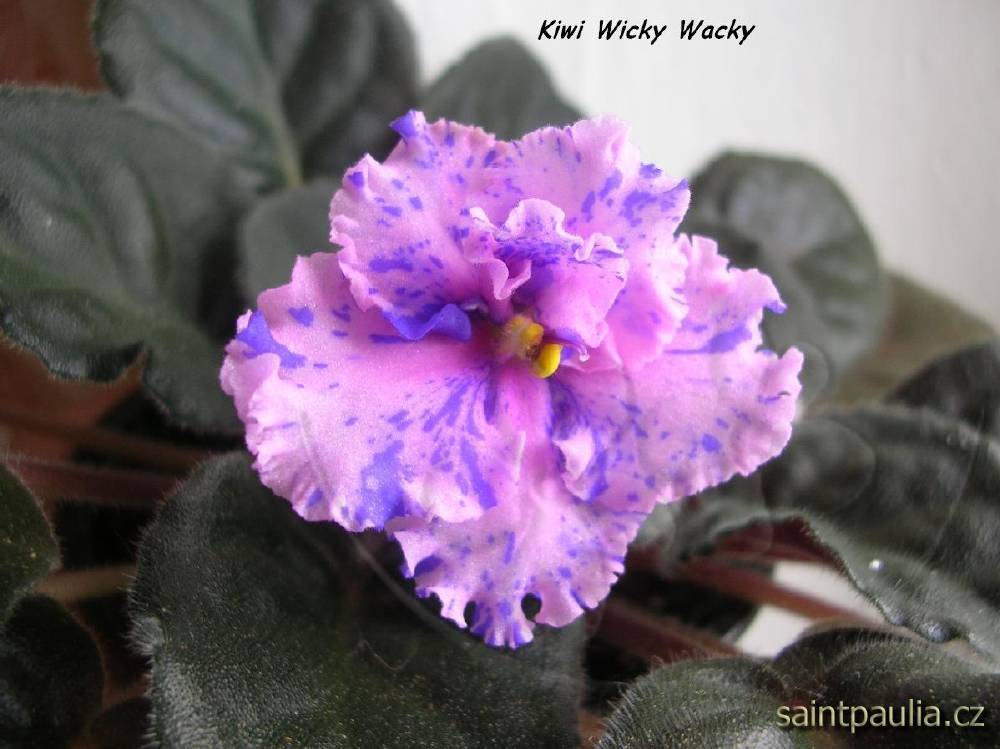 Kiwi Wicky Wacky