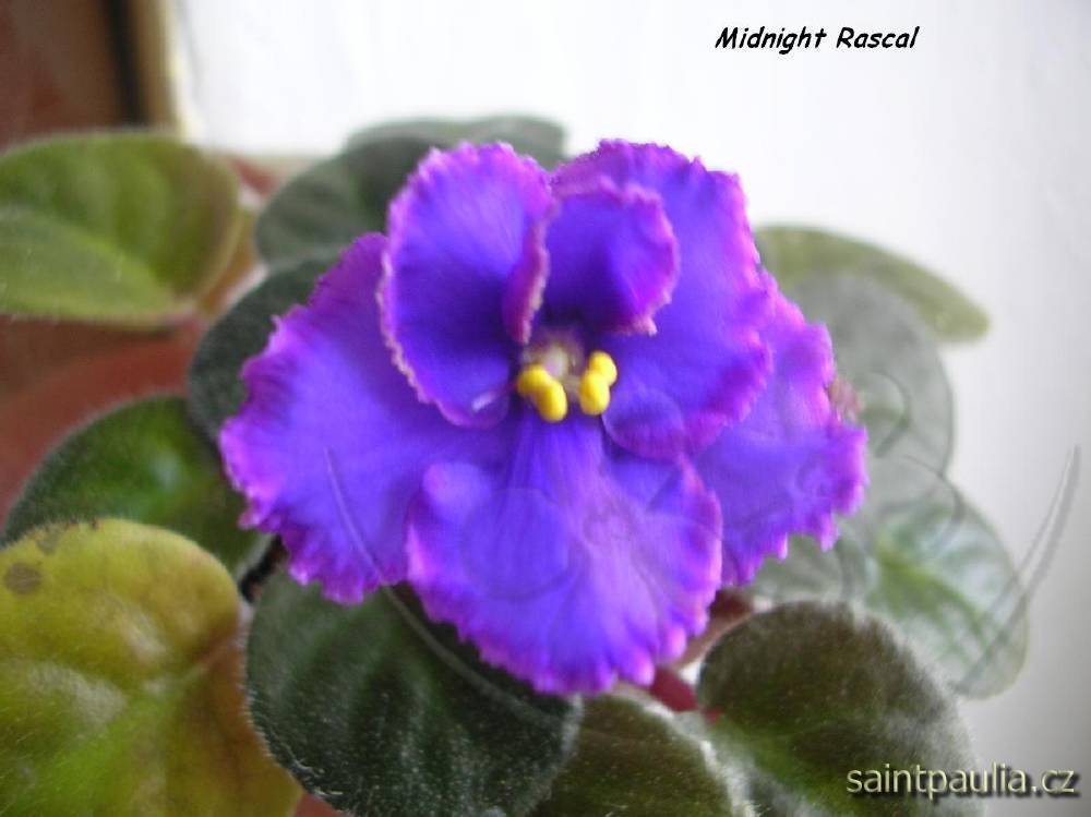Midnight Rascal