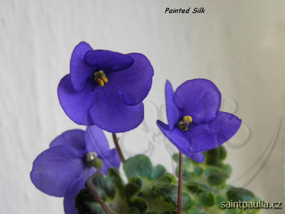Painted Silk