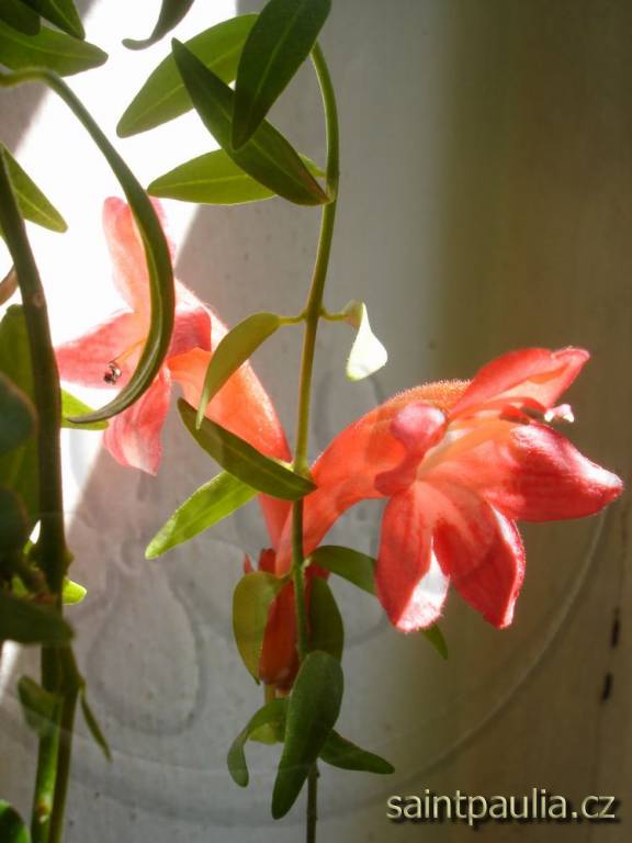Japhrolepis
