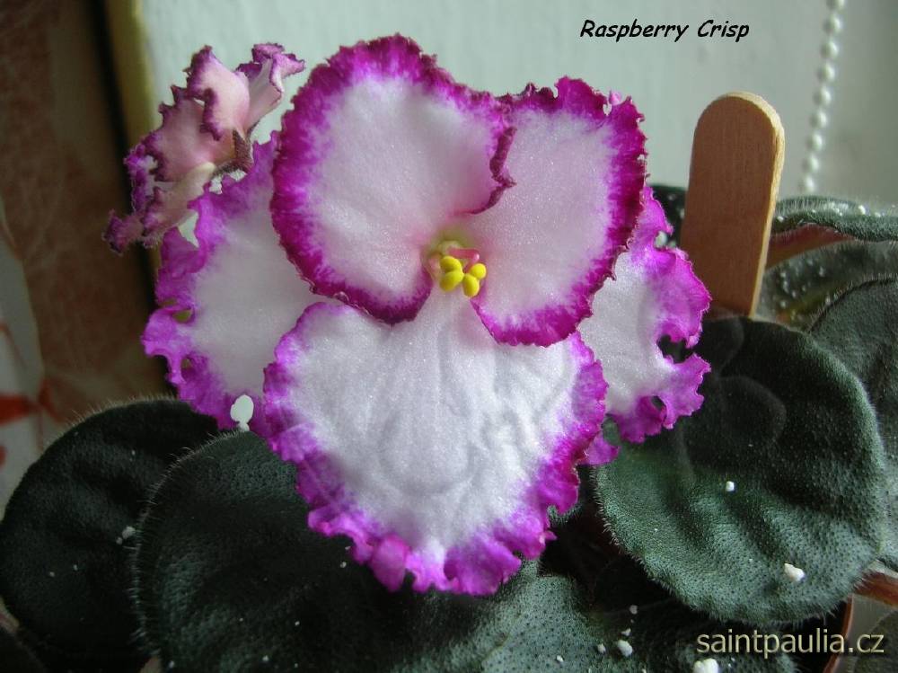 Raspberry Crisp