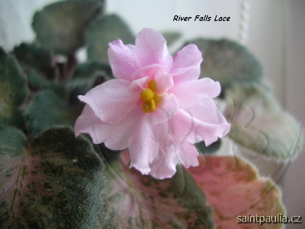 River Falls Lace