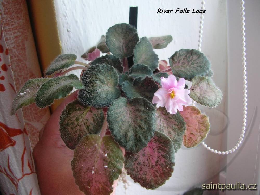 River Falls Lace